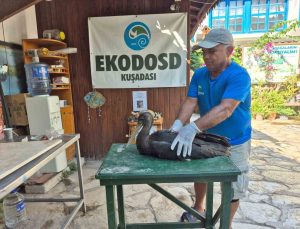 Nadir görülen karaleylek Sazlı’da yaralı halde bulundu