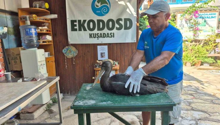 Nadir görülen karaleylek Sazlı’da yaralı halde bulundu