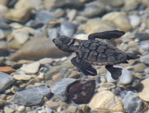 Aydın kıyılarında 214 yavru caretta denizle buluştu