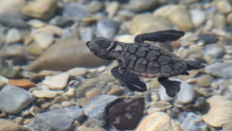 Aydın kıyılarında 214 yavru caretta denizle buluştu
