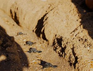 Didim’de Caretta caretta yuvasından 82 yavru denize ulaştı
