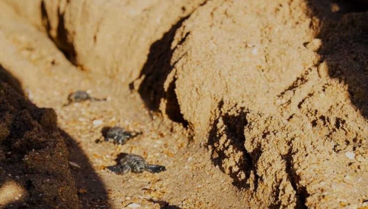 Didim’de Caretta caretta yuvasından 82 yavru denize ulaştı