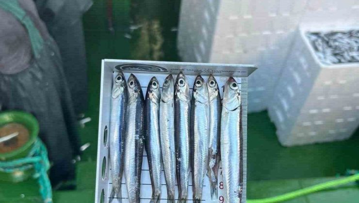Didim’de ’Hamsi Kotası’ denetimi yapıldı