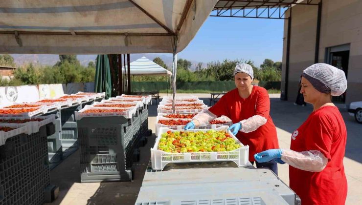 Efeler’de kadın emeğiyle kışlık hazırlığı başladı