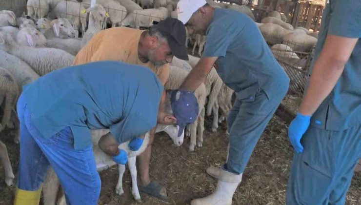 Köşk’te küçükbaş hayvanlara yönelik kimliklendirme çalışmaları sürüyor