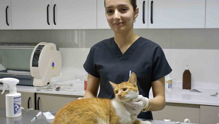 Kuşadası’nda 1 yılda bin 539 sokak kedisi ücretsiz kısırlaştırıldı