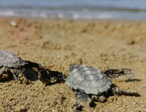 Kuşadası’nda sürpriz caretta caretta çıkışı
