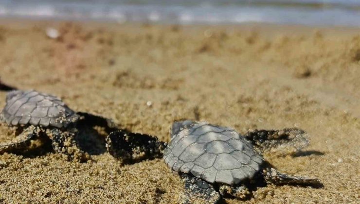 Kuşadası’nda sürpriz caretta caretta çıkışı