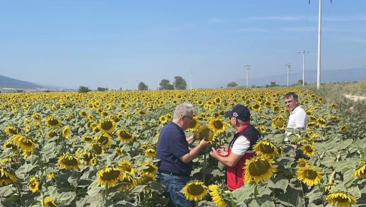 Kuyucak’ta ayçiçeği tarlaları denetlendi