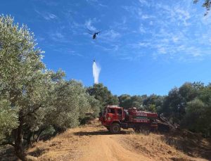 Nazilli’de çıkan yangında 2 dönüm zeytinlik zarar gördü