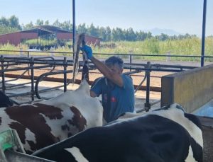 Söke’de hastalıktan ari işletmelerde rutin sağlık kontrolleri sürüyor