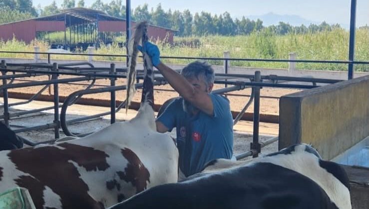 Söke’de hastalıktan ari işletmelerde rutin sağlık kontrolleri sürüyor